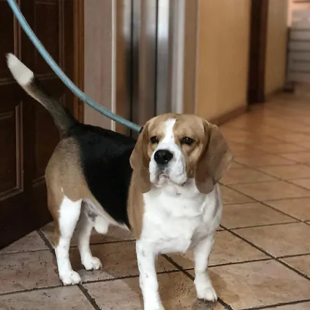 Rey Chindasvinto Otel 3*